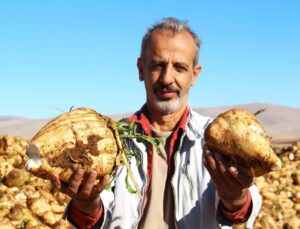 Kahramanmaraş’ta şeker pancarı hasadı başladı