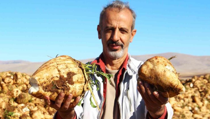 Kahramanmaraş’ta şeker pancarı hasadı başladı