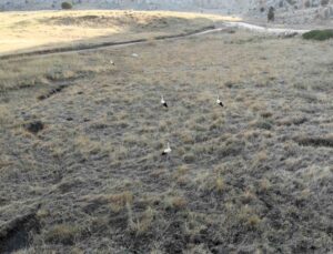 Kahramanmaraş’ta Söğüt Yaylası’nın son leylek kafilesi göç yolculuğuna başladı