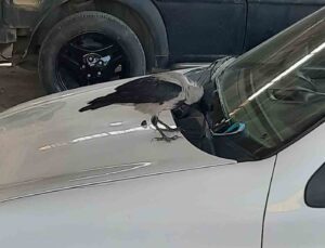 Karga, otomobilin anahtarını çaldı: O anlar kamerada