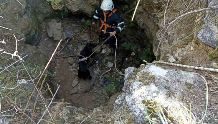 Kuyuya düşen köpeği itfaiye kurtardı