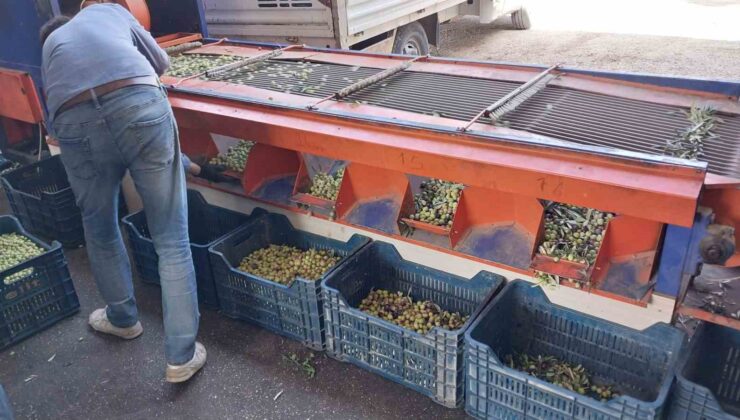 Mersin’de bahçeden sofralara zeytinyağı yolculuğu başladı