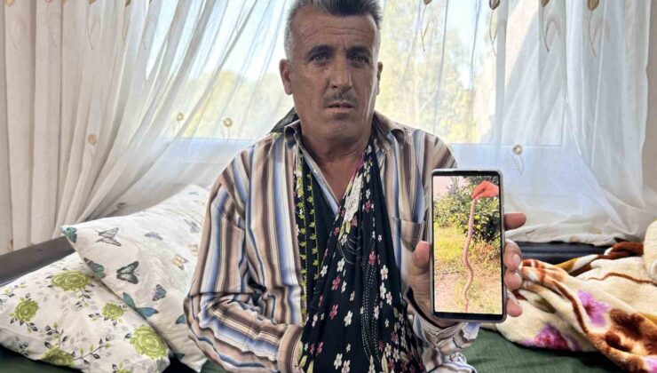 Narenciye topladığı esnada engerek ısıran çiftçi, hayata tutunmayı başardı