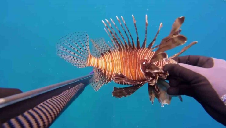 Ölü sandığı zehirli aslan balığı hastanelik etti