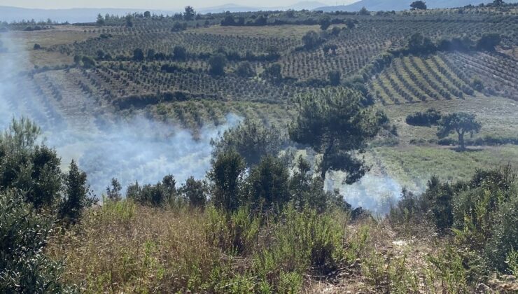 Osmaniye’de otluk alanda başlayan yangın zeytin ağaçlarına sıçradı