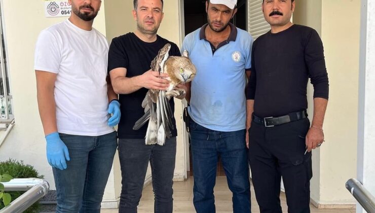 Osmaniye’de yaralı bulunan yılan kartalı tedavi altına alındı