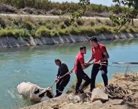 Sulama kanalına düşen ineği itfaiye kurtardı