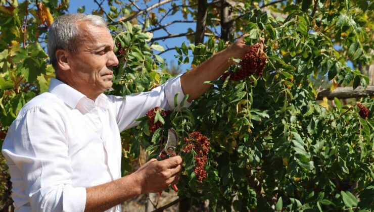 “Sumakçı Dede” bir ilke imza attığı sumakları miras bıraktı