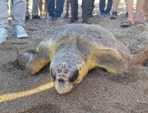 Tedavileri tamamlanan 2 caretta caretta denize bırakıldı