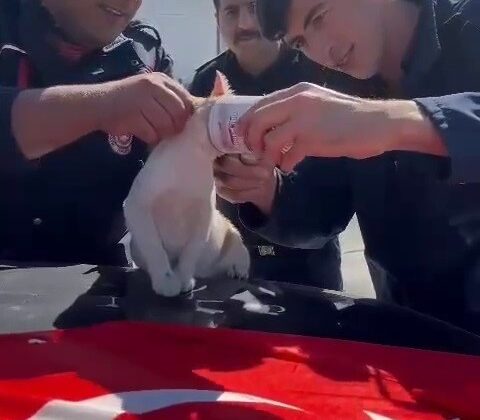 Yaramaz kedi, kafasını konserve kutusuna sıkıştırdı