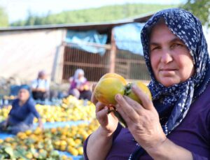 Yaş hurma 20, kurusu 200 lira