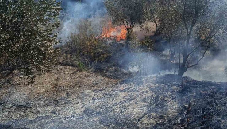 Yayladağı’nda zeytinlik yangını