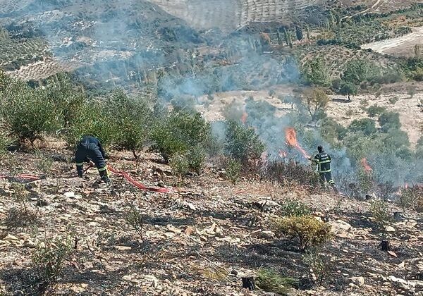 Yayladağı’nda zeytinlik yangını