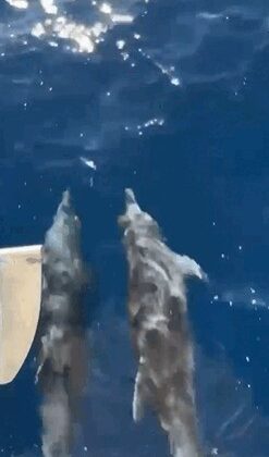 Yunuslar tekne ile yarıştı, turistler o anları heyecanla kaydetti