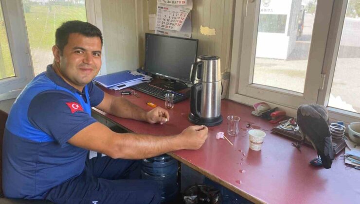 Zabıtalara misafir olan karganın kahvaltı keyfi