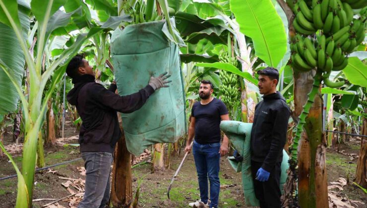 Adana’da ekim alanı 100 kat artan muzda hasat başladı