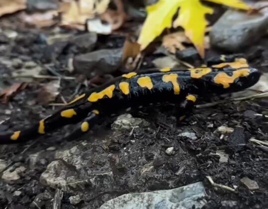 Adana’da nesli tükenmekte olan ’semender’ görüldü