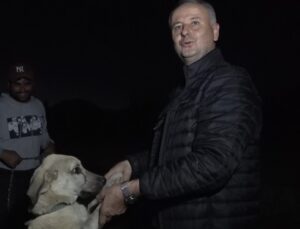 Alanya’da Avokadoya dikenli tel ve çoban köpekli koruma