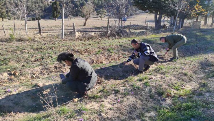 Altın değerindeki safranın hasadı Adana’da yapıldı
