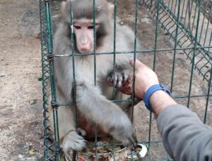 Antalya’da izinsiz Rhesus Maymununu besleyen şahsa 8 bin 322 lira para cezası uygulandı