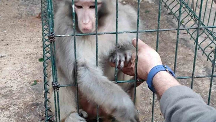 Antalya’da izinsiz Rhesus Maymununu besleyen şahsa 8 bin 322 lira para cezası uygulandı
