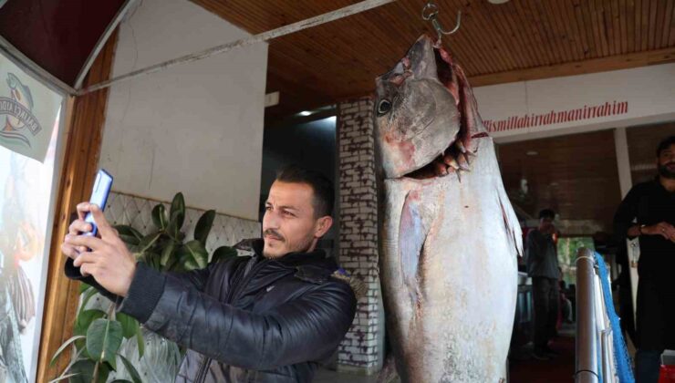 Balıkçı ağına insan boyunda orkinos takıldı