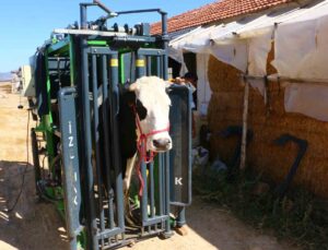 Büyükbaş hayvanların tırnak bakımı Büyükşehir’den