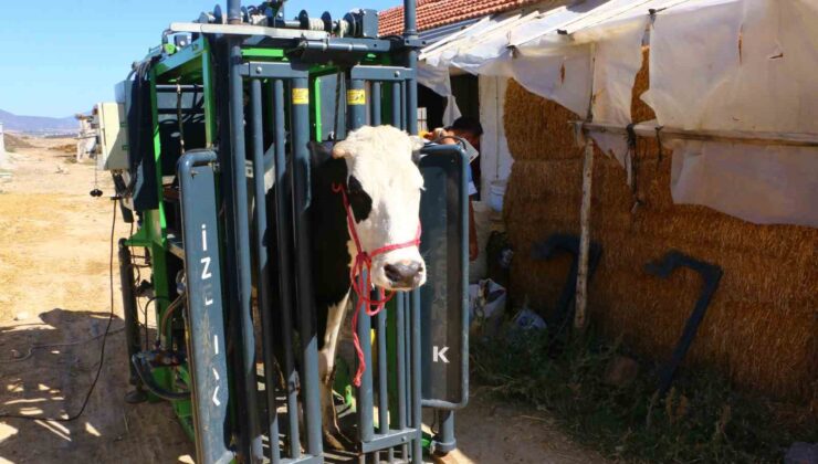 Büyükbaş hayvanların tırnak bakımı Büyükşehir’den