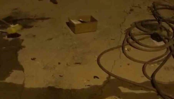 Çekmeceye giren yılan paniğe neden oldu