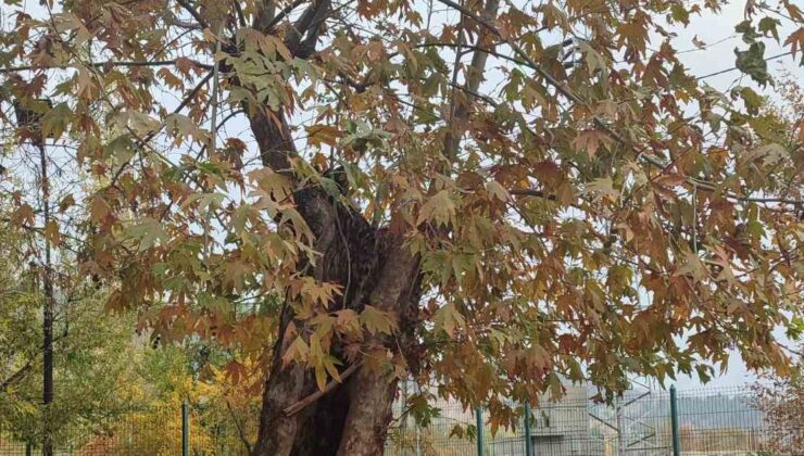 Çınar ağacı yıllara meydan okuyor