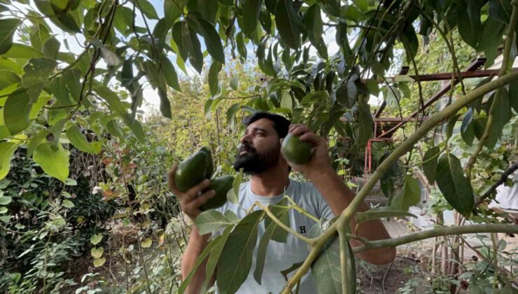 Deprem bölgesinde bereketli hasat: Avokado tarlada tanesi 20 TL’den alıcı buluyor