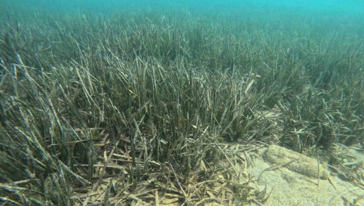 Doğu Akdeniz’de deniz çayırlarının son kalesi: Aydıncık