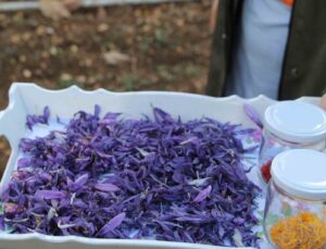 Eğirdir’de kadın eli değiyor, safran üretimi katlanarak artıyor