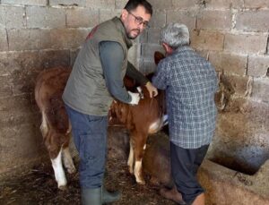 Gazipaşa’da hayvan sağlığı için aşılama seferberliği
