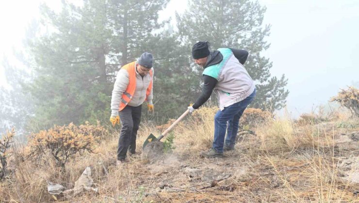 Isparta Belediyesi Gölcük Tabiat Parkı’nda fidanlar toprakla buluşturuldu