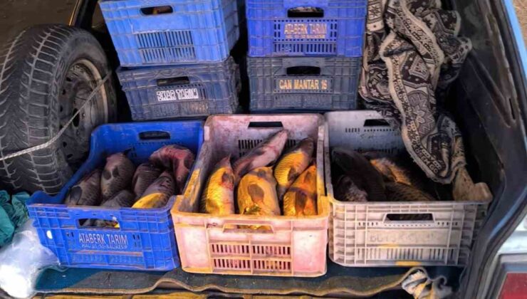 Kaçak avlanılan 151 kilogram sazana el konuldu