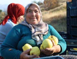 Kahramanmaraş’ta ayva hasadı