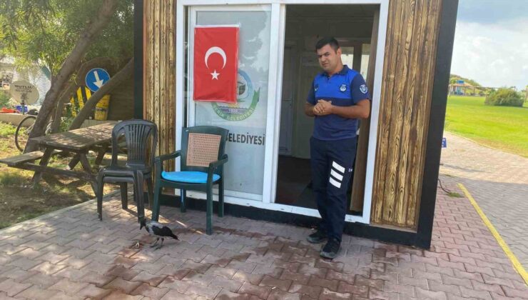 Maskot karganın ’firari’ karga olduğu ortaya çıktı