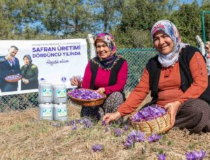 Mersin Yenişehir’de safran üretimi 4. yılına girdi