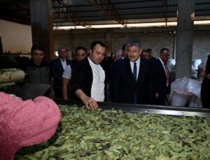 Osmaniye’de defne yaprağı hasadı başladı