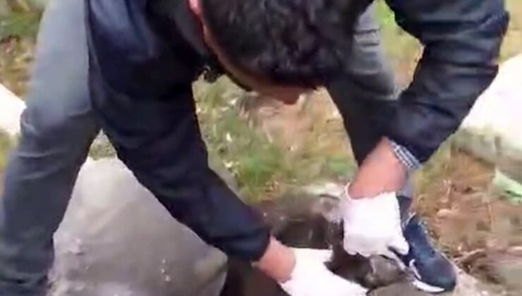 Rögara düşen 6 yavru kedi kurtarıldı