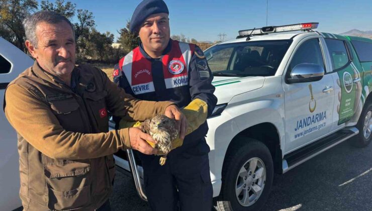 Yaralı boz şahin jandarma tarafından kurtarıldı