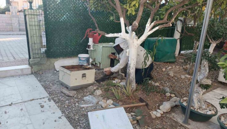 Yazlığına geldiğinde arı kolonisiyle karşılaştı, zabıtayı aradı