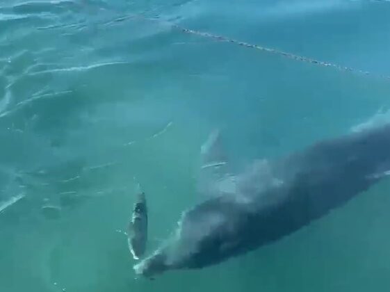 Yunusların balık avı