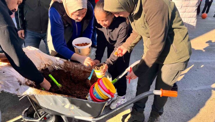 Anamur’da ceviz tohumları toprakla buluşturuldu