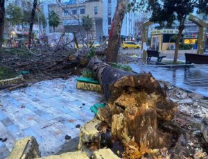 Antalya’da aşırı yağış ve fırtına asırlık çınar ağacını devirdi