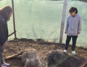 Beslediği kuzuların öldüğünü gören küçük kız gözyaşlarını tutamadı