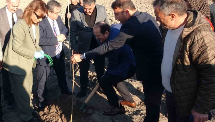 Birinci derece tarım arazisi olmayan alanlarda ’kestane’ yetişecek