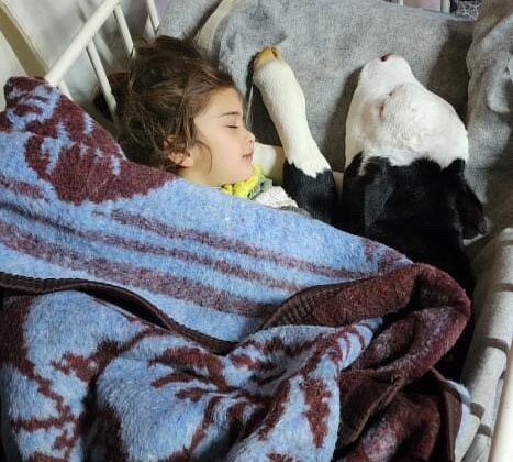 Depremzede aile buzağının hayatını çadırda kurtarıyor