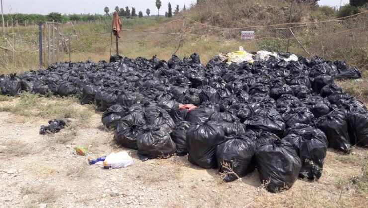 Dökülen ya da ağaçta kalan narenciye Akdeniz Meyve Sineği popülasyonunu artırıyor